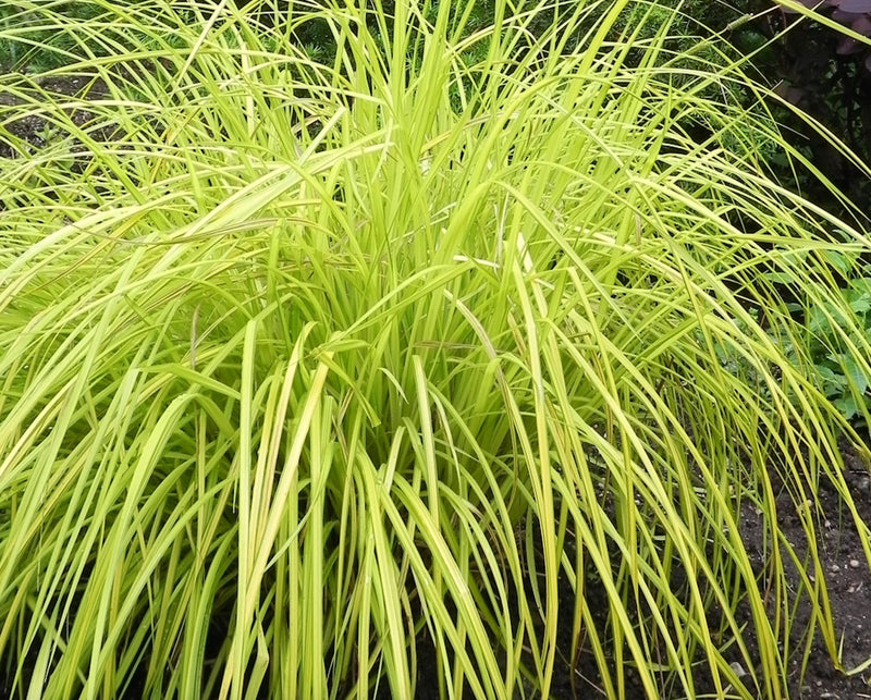 Carex elata - Bowles' Golden Sedge plant from Rocky Knoll Farm