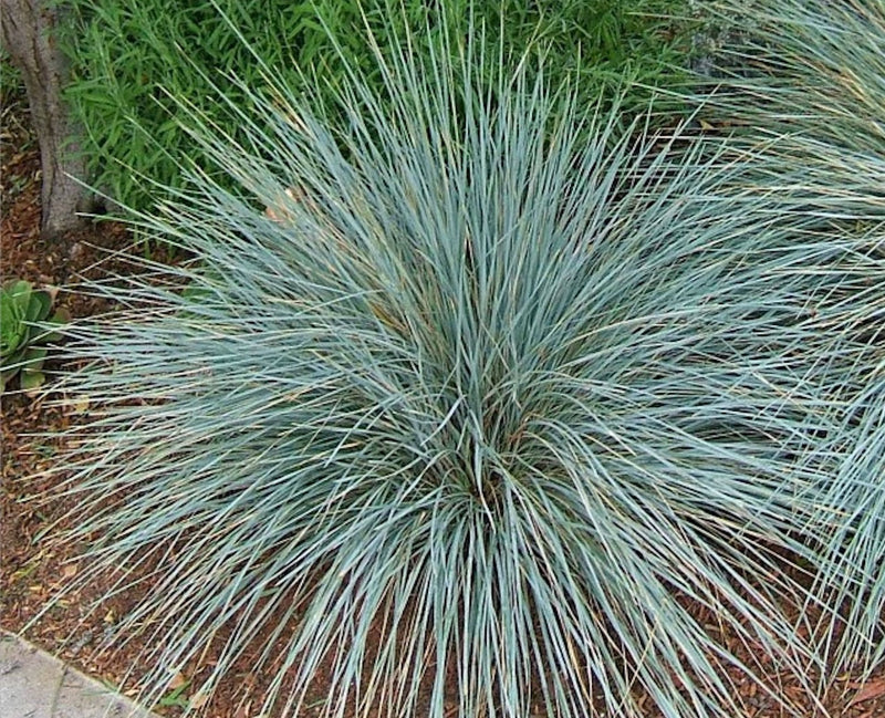 Sapphire Blue Oat Grass - Helictotrichon sempervirens plant from Rocky Knoll Farm