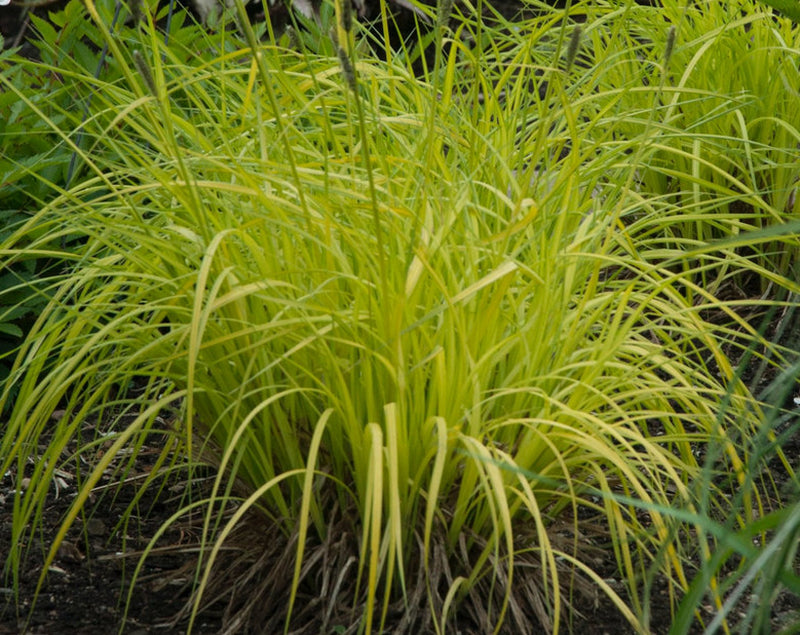Carex elata - Bowles' Golden Sedge plant from Rocky Knoll Farm