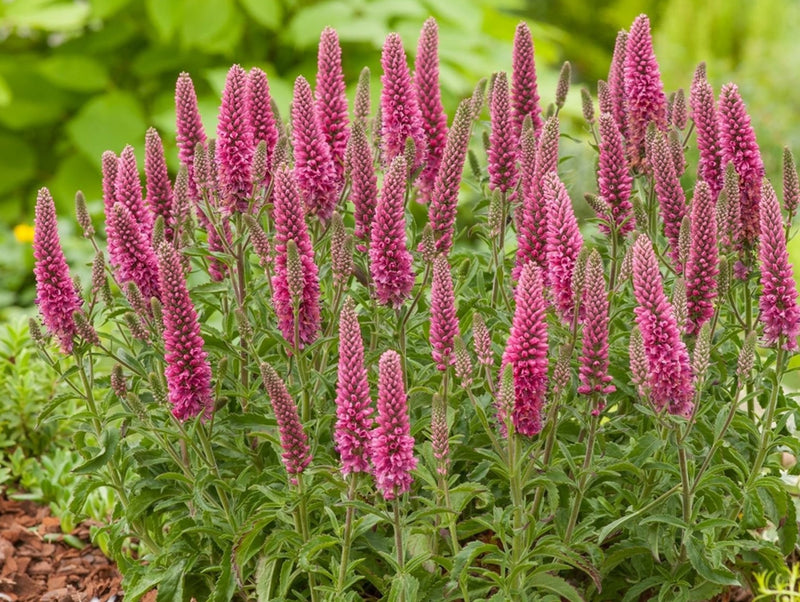 Veronica spicata 'Bubblegum Candles' plant from Rocky Knoll Farm