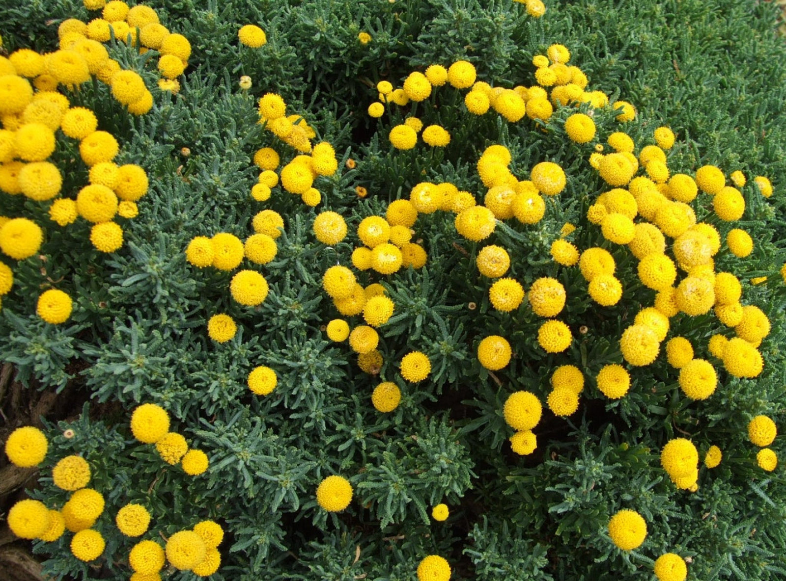 宝石の輝き XANXUS SSP Santolina chamaecyparissus 'Small-Ness' (Little Ness) - Rocky