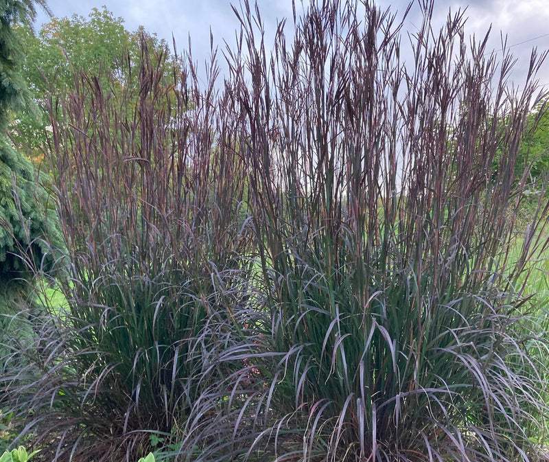 Blackhawks Andropogon gerardii plant from Rocky Knoll Farm