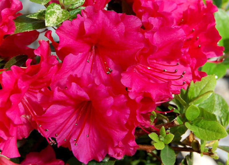 Hexe plant from Rocky Knoll Farm