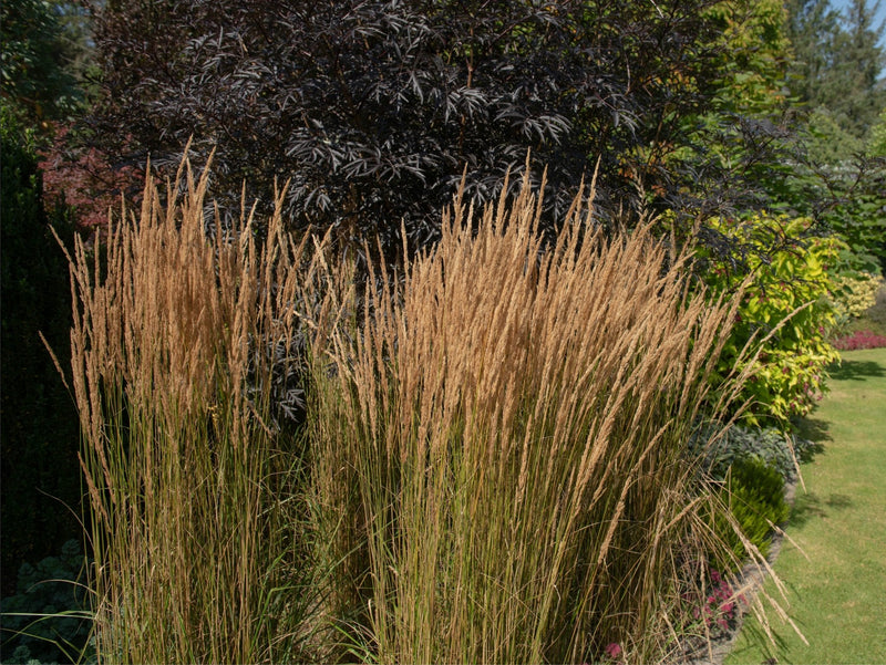 Calamagrostis x acutiflora 'Overdam' plant from Rocky Knoll Farm