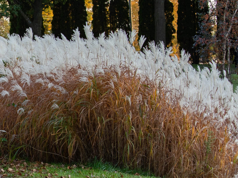 Miscanthus 'Purpurascens' Flame Grass plant from Rocky Knoll Farm