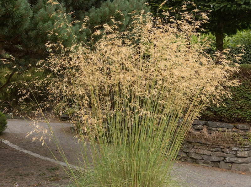 Giant Feather Grass (Stipa gigantea) plant from Rocky Knoll Farm