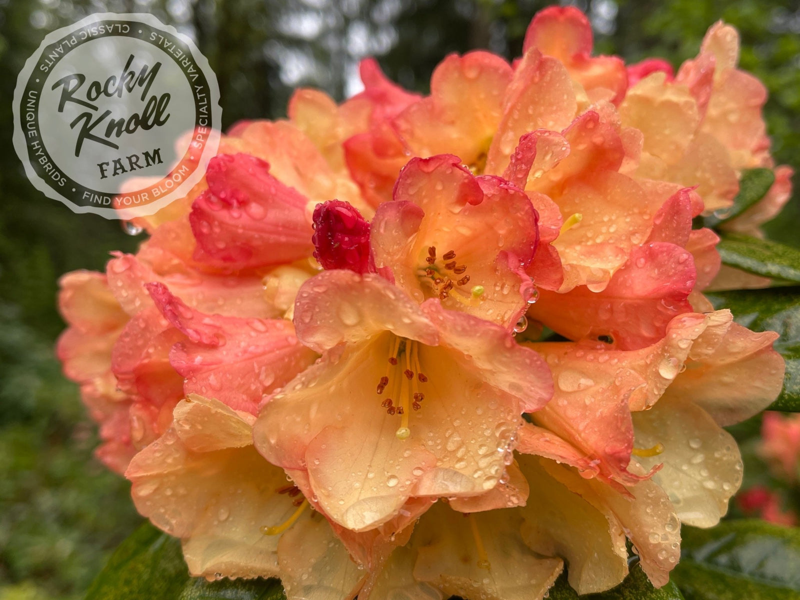 Seaview Sunset - Rocky Knoll Farm