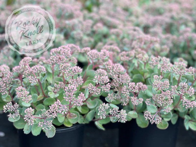Sedum Vera Jameson plant from Rocky Knoll Farm
