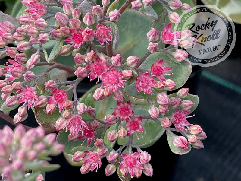 Sedum Vera Jameson plant from Rocky Knoll Farm