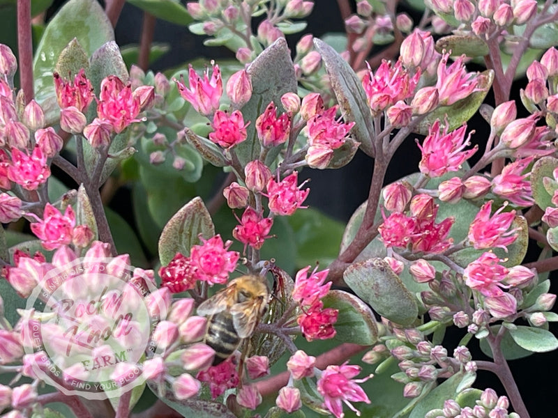 Sedum Vera Jameson plant from Rocky Knoll Farm