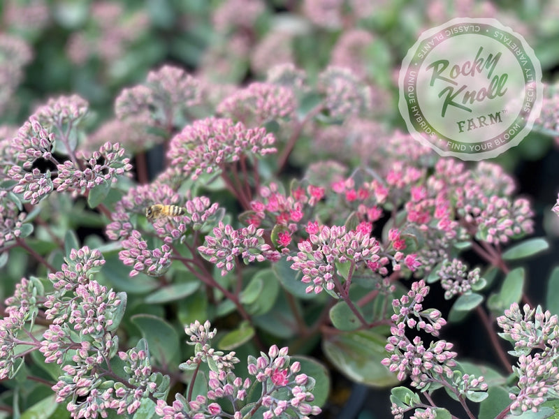 Sedum Vera Jameson plant from Rocky Knoll Farm