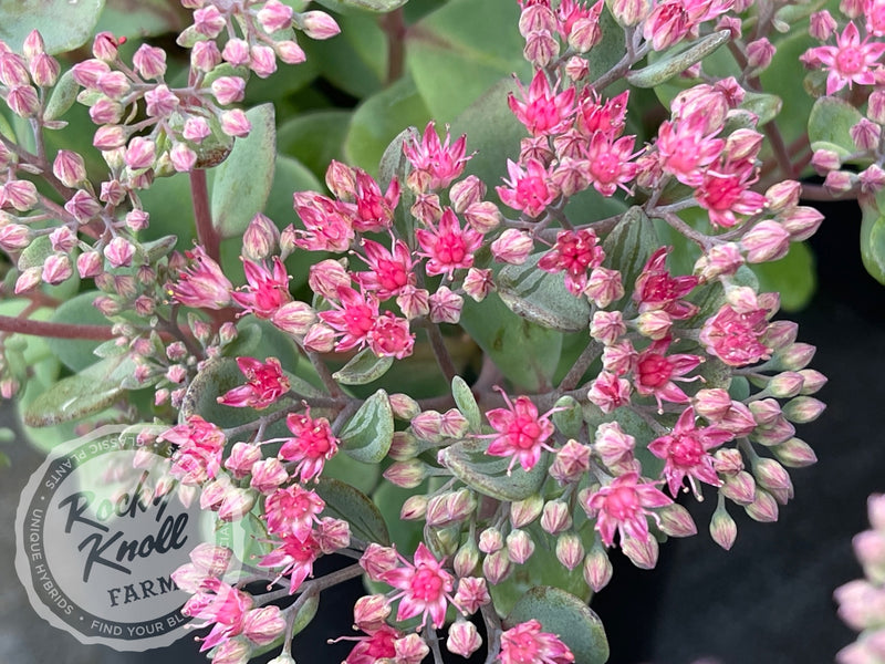Sedum Vera Jameson plant from Rocky Knoll Farm