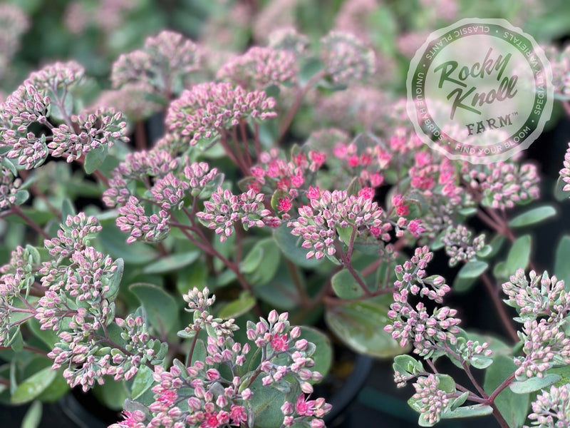 Sedum Vera Jameson plant from Rocky Knoll Farm