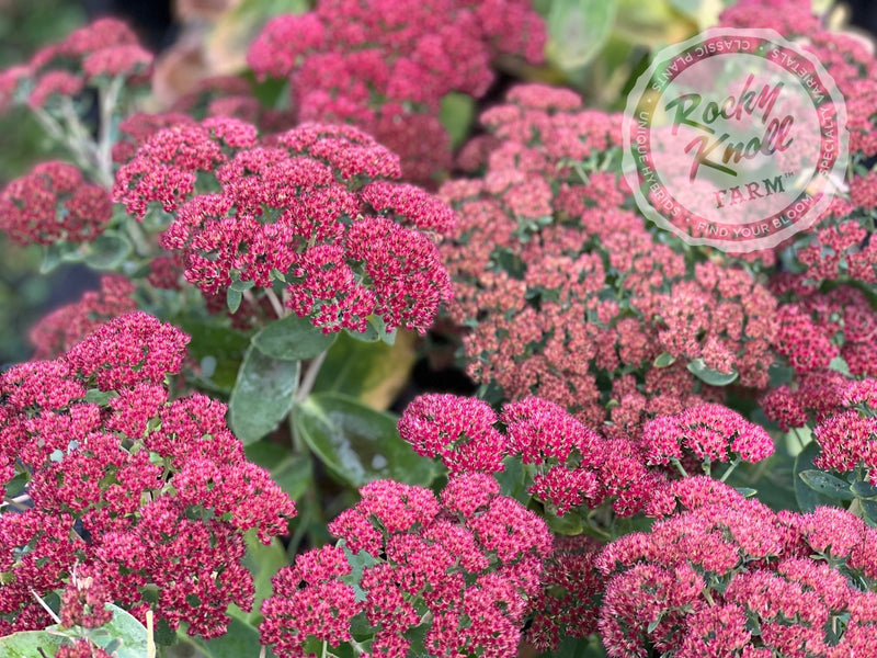 Sedum Autumn Joy Perenne - Plante Couvre-Sol Facile D'Entretien - Idéale Jardin