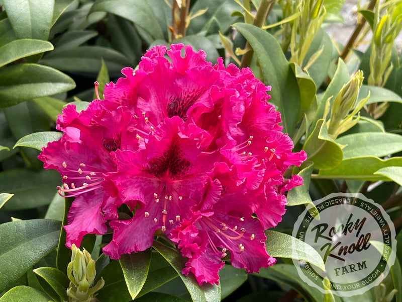 Sefton plant from Rocky Knoll Farm