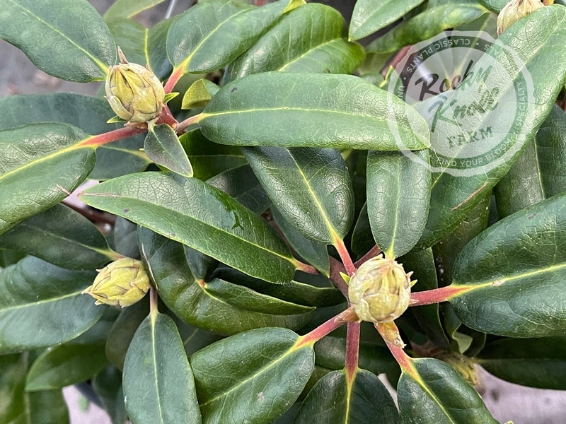Sefton plant from Rocky Knoll Farm