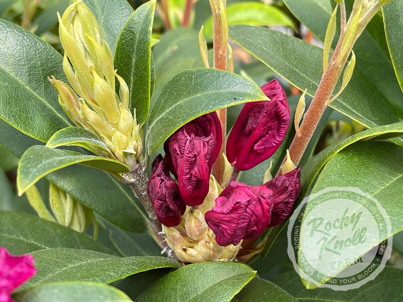 Sefton plant from Rocky Knoll Farm