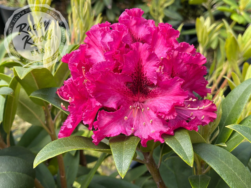 Sefton plant from Rocky Knoll Farm