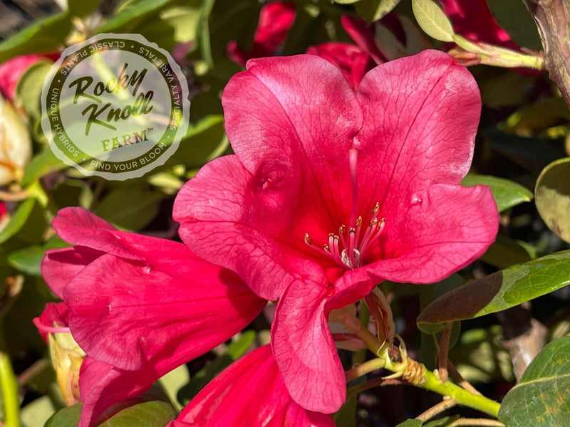 Senia plant from Rocky Knoll Farm