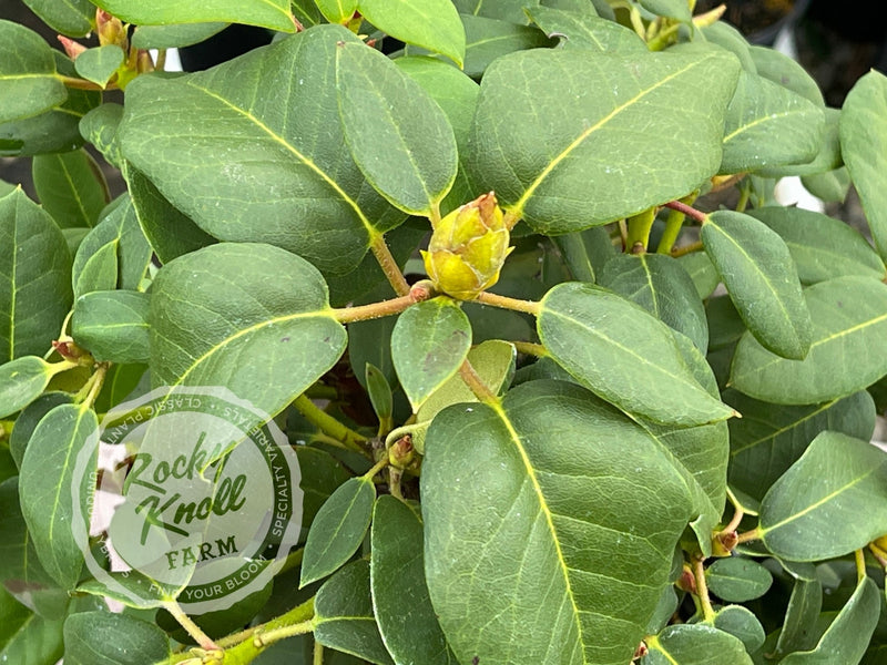 Senia plant from Rocky Knoll Farm