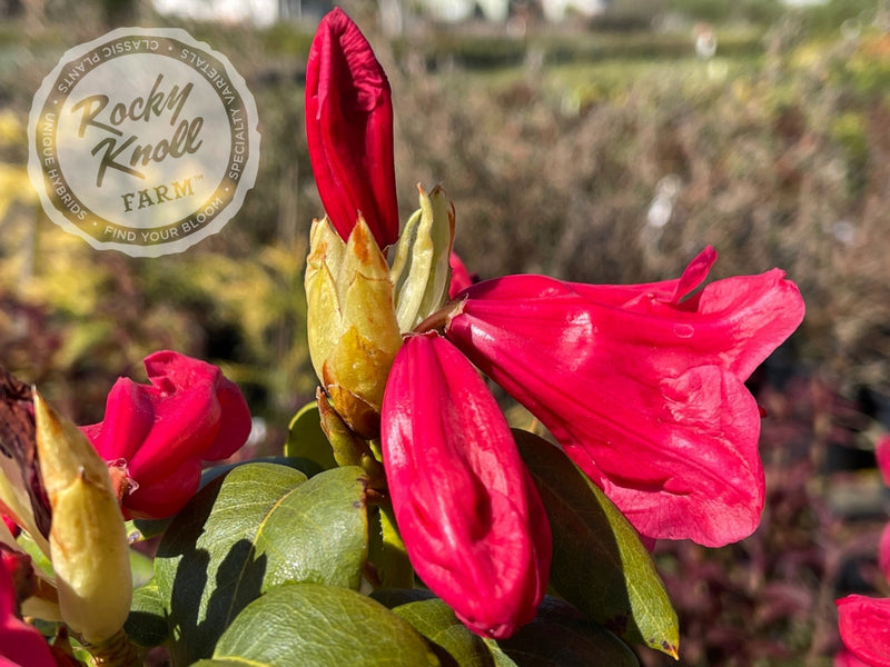Senia plant from Rocky Knoll Farm