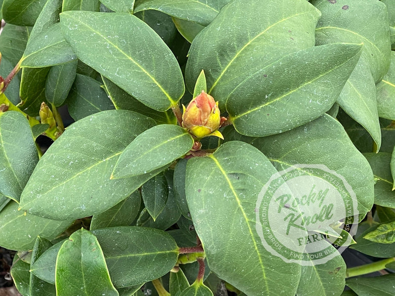 Senia plant from Rocky Knoll Farm