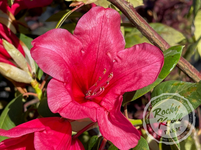 Senia plant from Rocky Knoll Farm