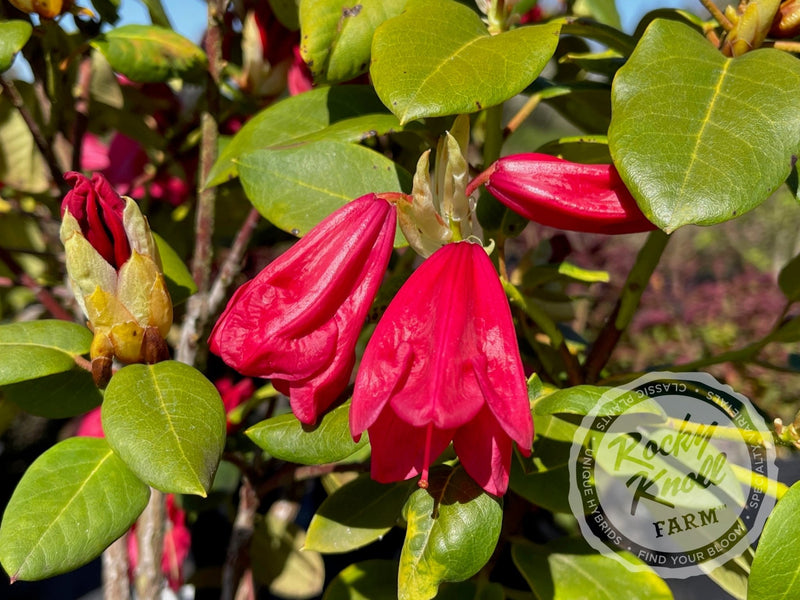 Senia plant from Rocky Knoll Farm