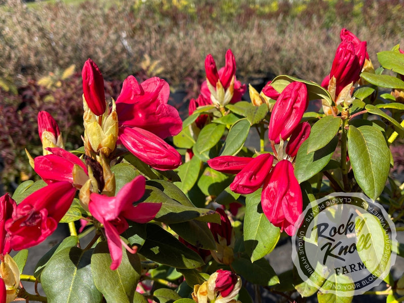 Senia plant from Rocky Knoll Farm