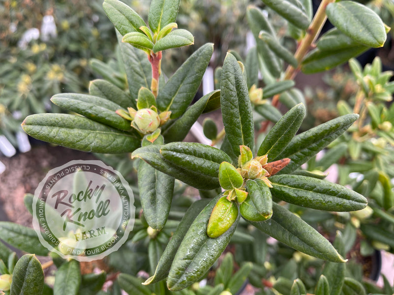 Seta plant from Rocky Knoll Farm