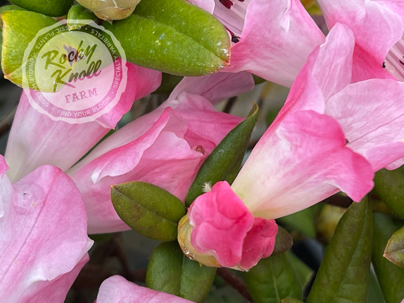 Seta plant from Rocky Knoll Farm