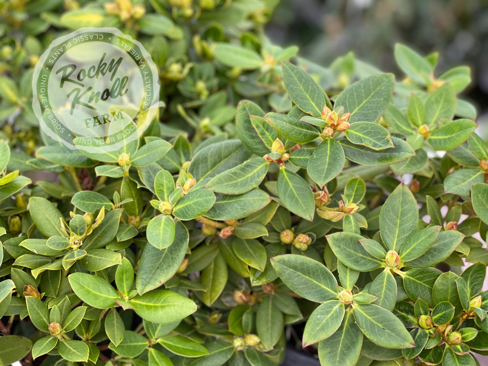 rhododendron hanceanum shamrock Shamrock