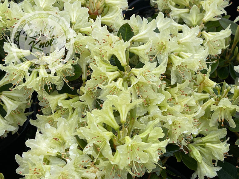 Shamrock plant from Rocky Knoll Farm