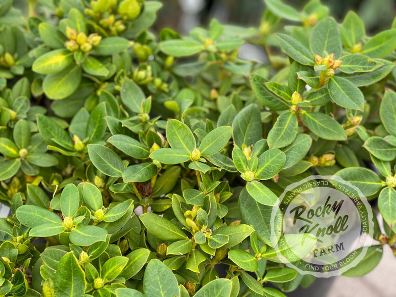 Shamrock plant from Rocky Knoll Farm