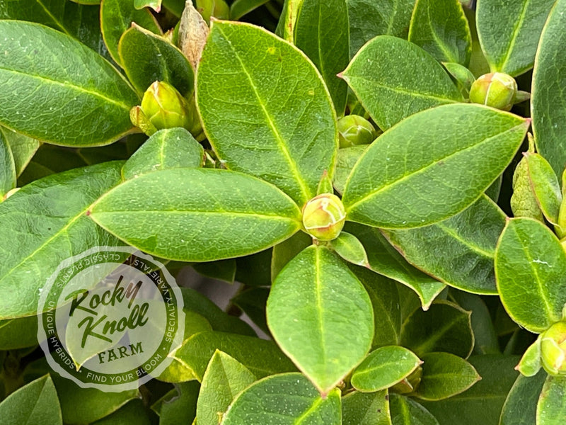 Shamrock plant from Rocky Knoll Farm