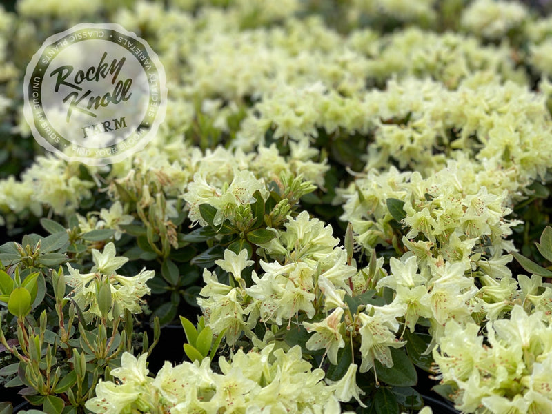 Shamrock plant from Rocky Knoll Farm