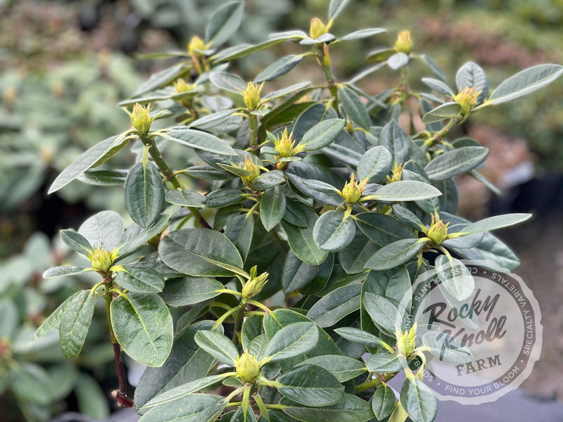 Shining Sea plant from Rocky Knoll Farm