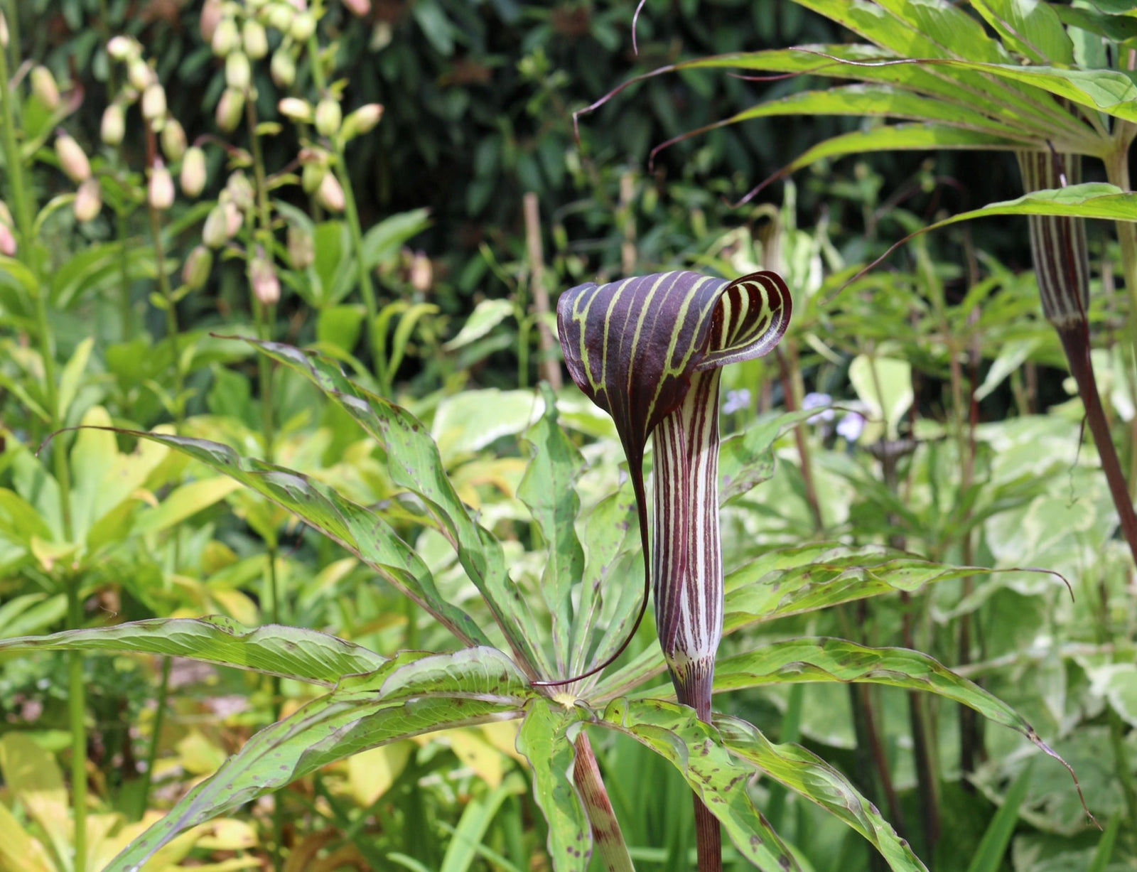 cobra lily flower Arisaema consanguineum (Himalayan Cobra Lily)