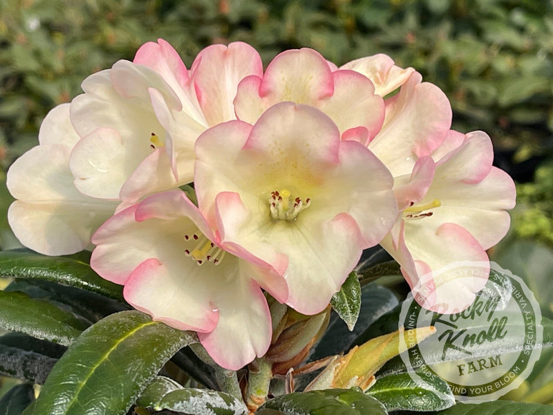 Silver Skies plant from Rocky Knoll Farm