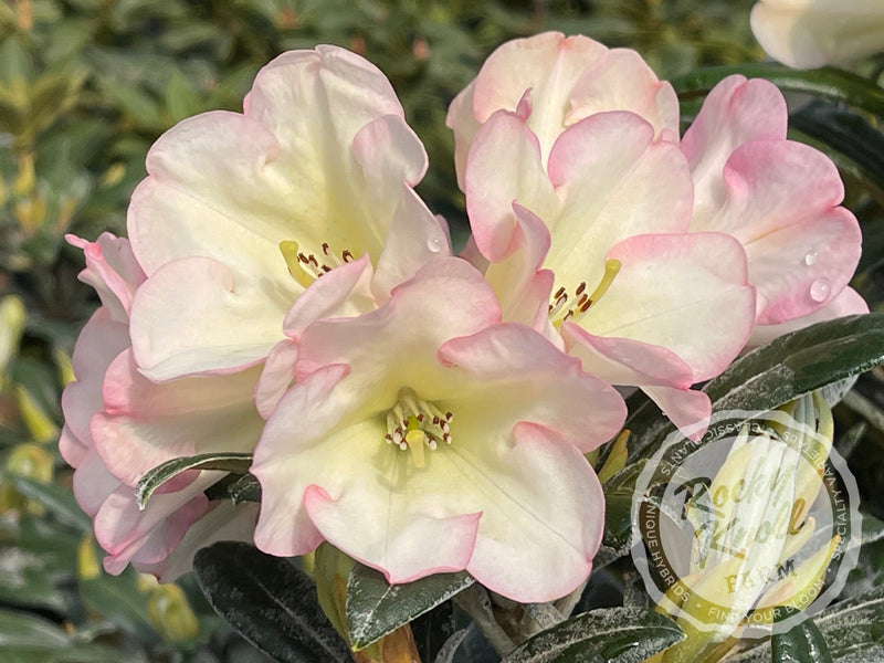 Silver Skies plant from Rocky Knoll Farm