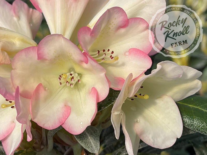 Silver Skies plant from Rocky Knoll Farm