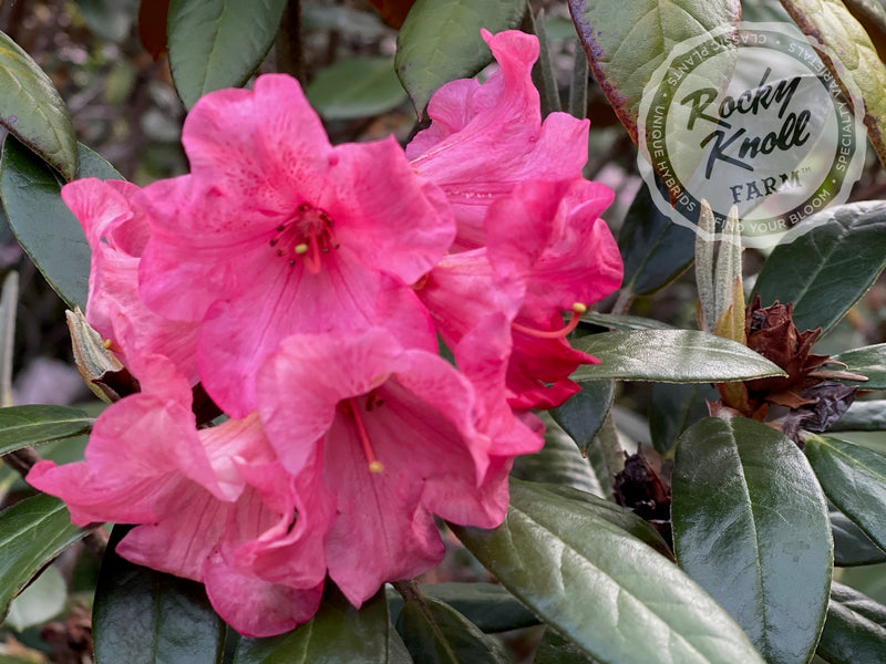 Slim B (RKF exclusive) plant from Rocky Knoll Farm