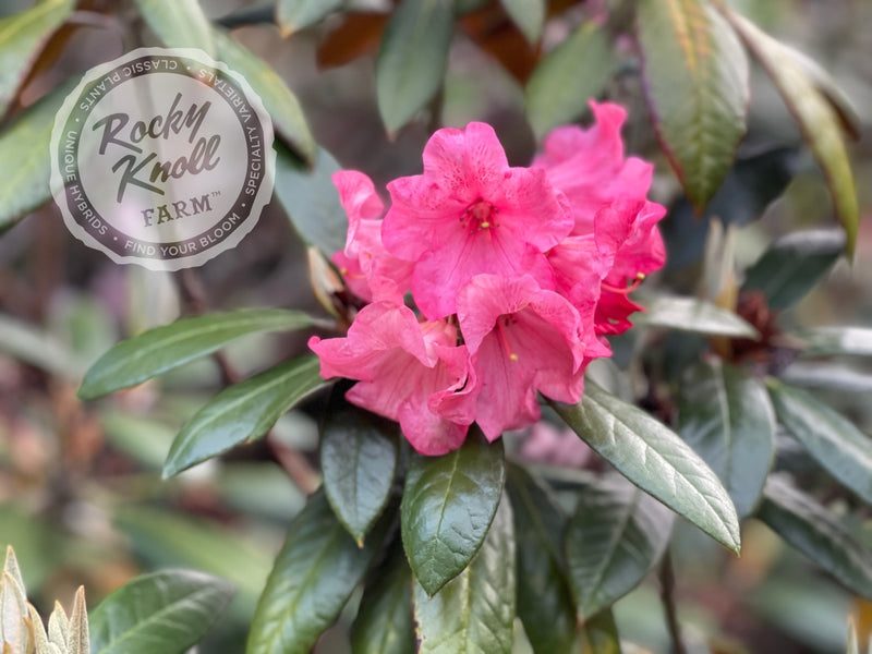 Slim B (RKF exclusive) plant from Rocky Knoll Farm
