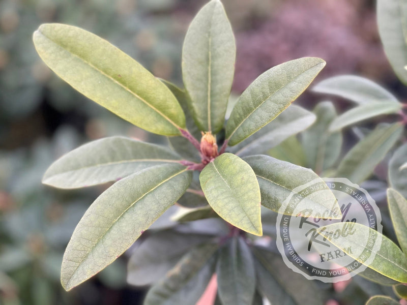 Smokey #9 plant from Rocky Knoll Farm