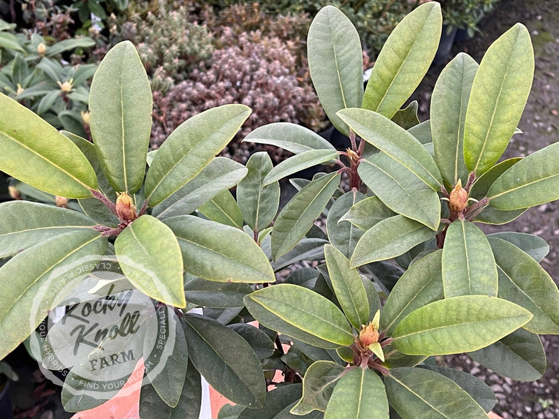Smokey #9 plant from Rocky Knoll Farm