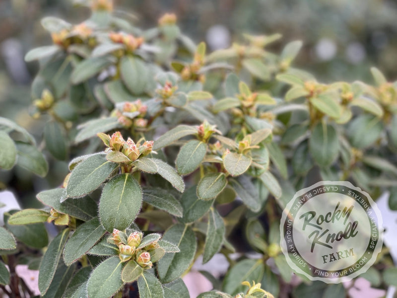 Snow Lady plant from Rocky Knoll Farm