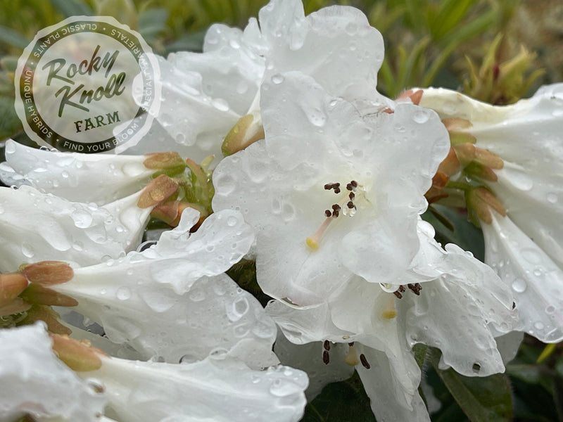 Snow Lady plant from Rocky Knoll Farm