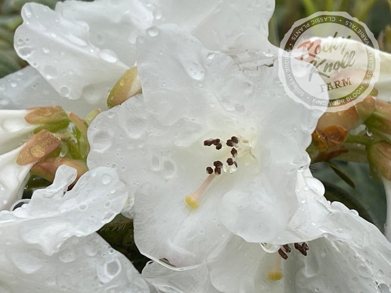 Snow Lady plant from Rocky Knoll Farm
