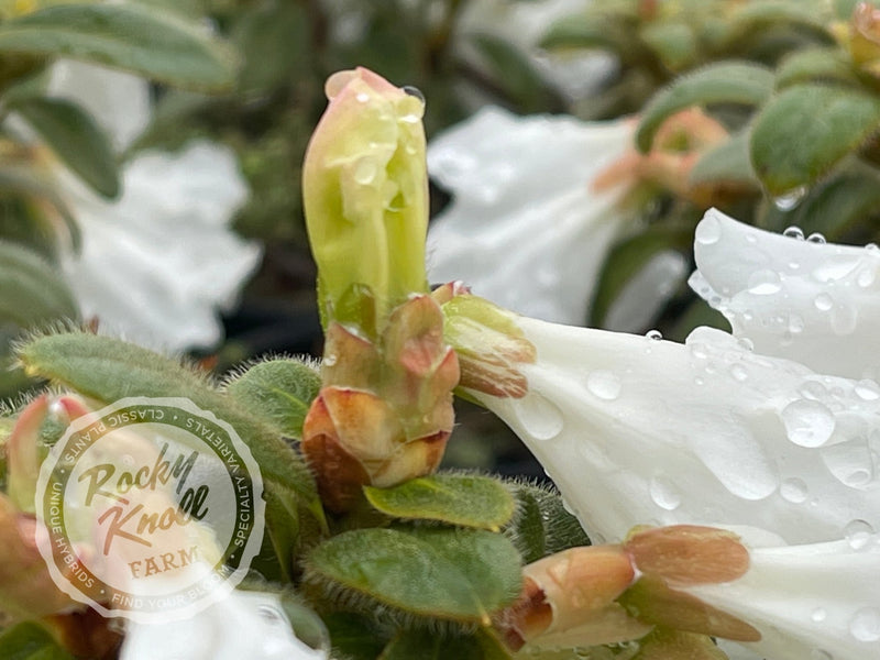 Snow Lady plant from Rocky Knoll Farm