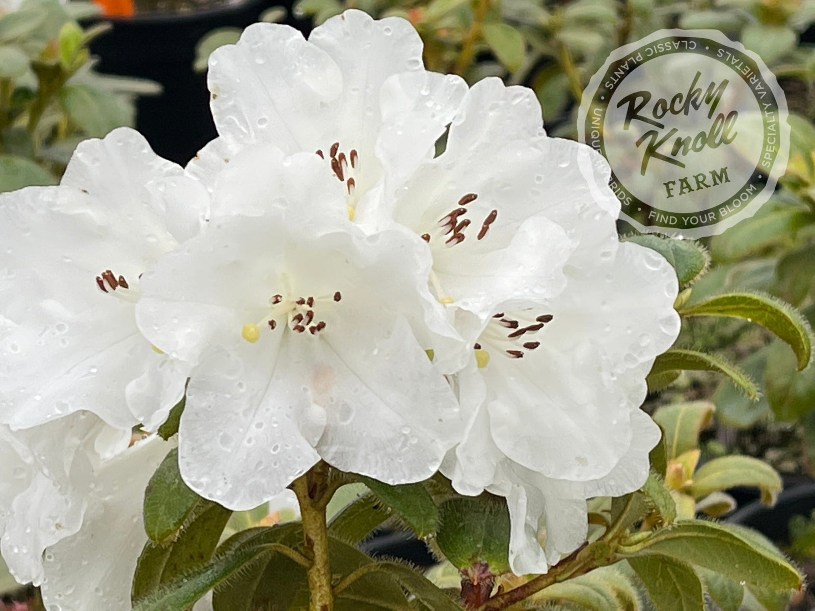 Snow Lady - Rocky Knoll Farm